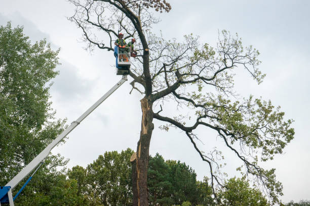 Best Storm Damage Tree Cleanup  in Campbelltown, PA