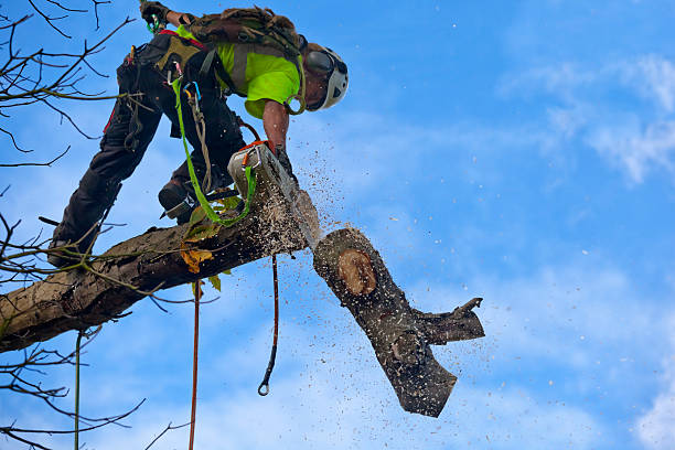 Best Leaf Removal  in Campbelltown, PA